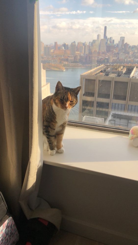 The sun rising on a dumb baby on a windowsill