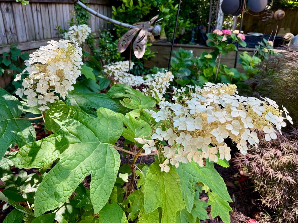 Blooming Oakleaf Hydrangeas