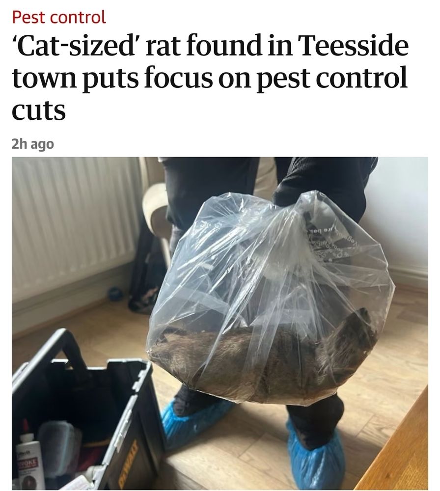 ‘Cat-sized’ rat found in Teesside town puts focus on pest control cuts
