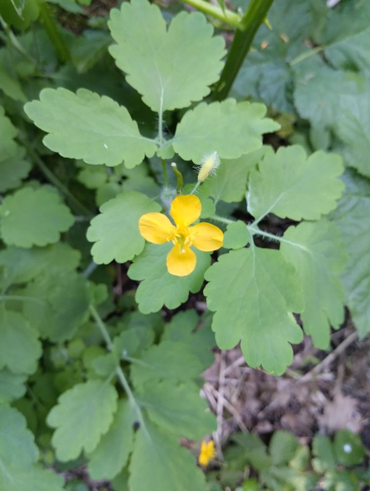Eine Pflanze mit kleiner gelber Blüte.