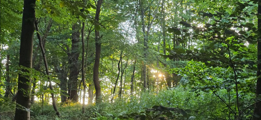 Verdant greens, textures of fern, beech and oak leaves. Trunks of trees punctuate and bright spots of gold and white break through as the sun drops low.