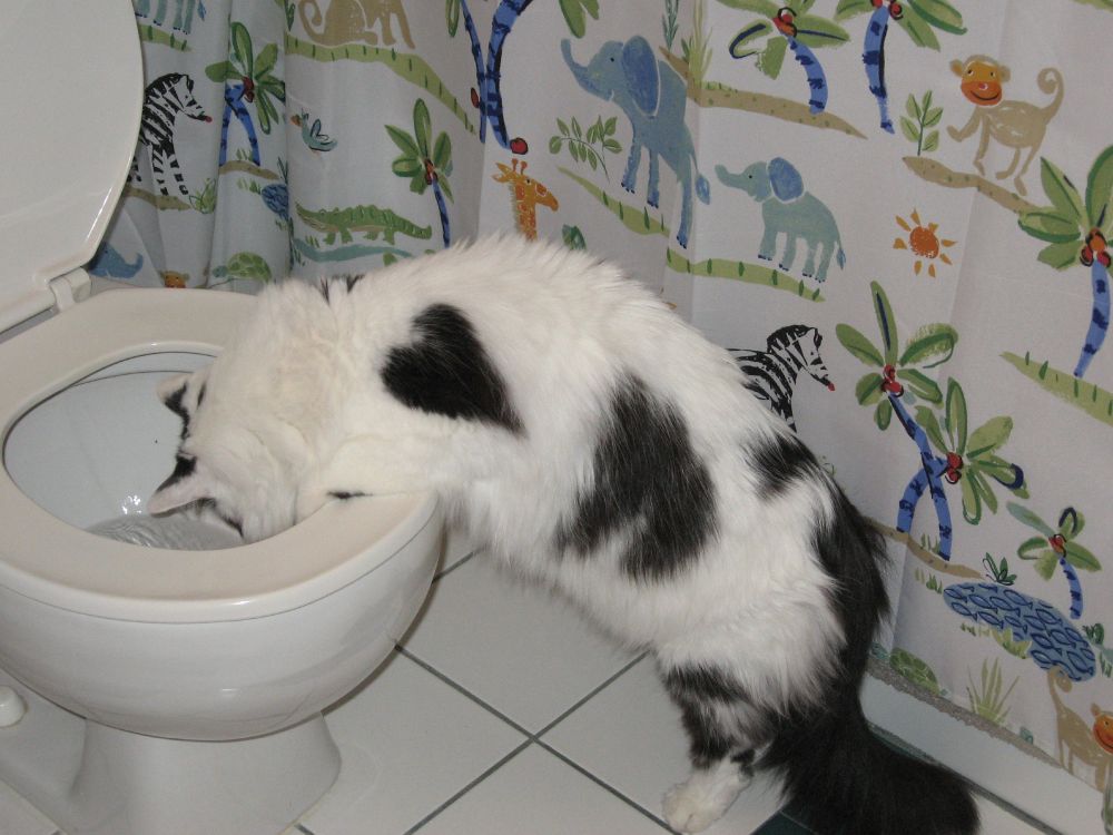 White kitty with black spots leaning his head into a just-flushed toilet. He was so weird but so adorable.