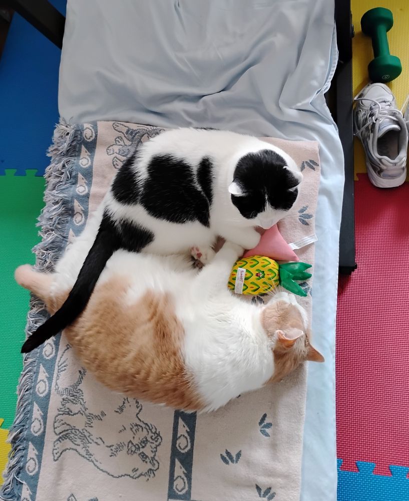 Overhead photo. Ayden (black & white) half-loafing next to Kjill (ginger and white), who's lying on his side. Catnip toys between them. They're on a fringed blanket from their former home, which is on a blue sheet, which is on a treadmill. Which is just a big cat bed now.