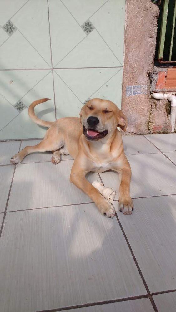 Marley, um caozinho de tom camarelo deitado e de olhinhos fechados sobre um ossinho.