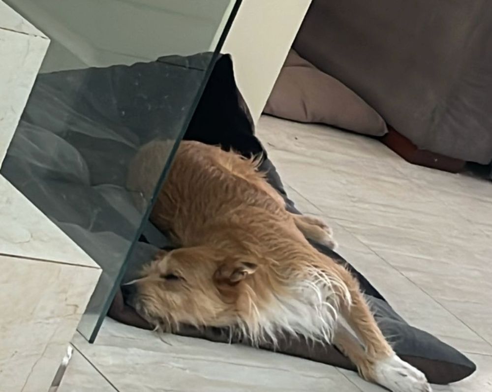 cachorro deitado com pescoço todo torto