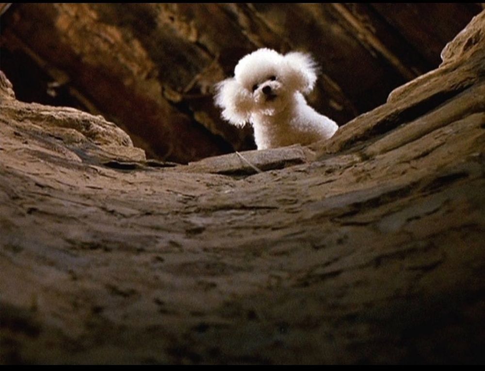 Screenshot from Silence of the Lambs where Precious the poodle is looking down a well. 