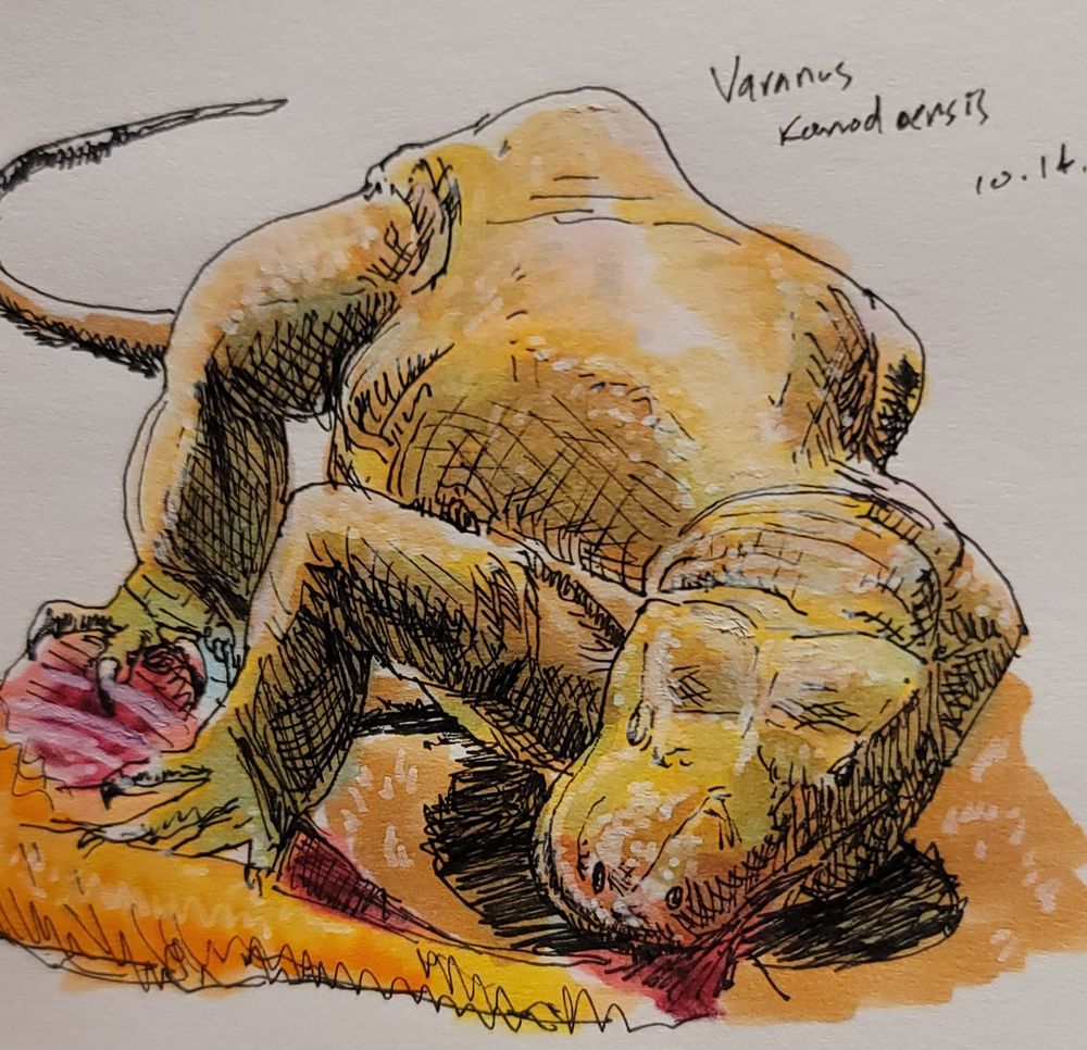 Komodo dragon eating carrion. ink and marker sketch