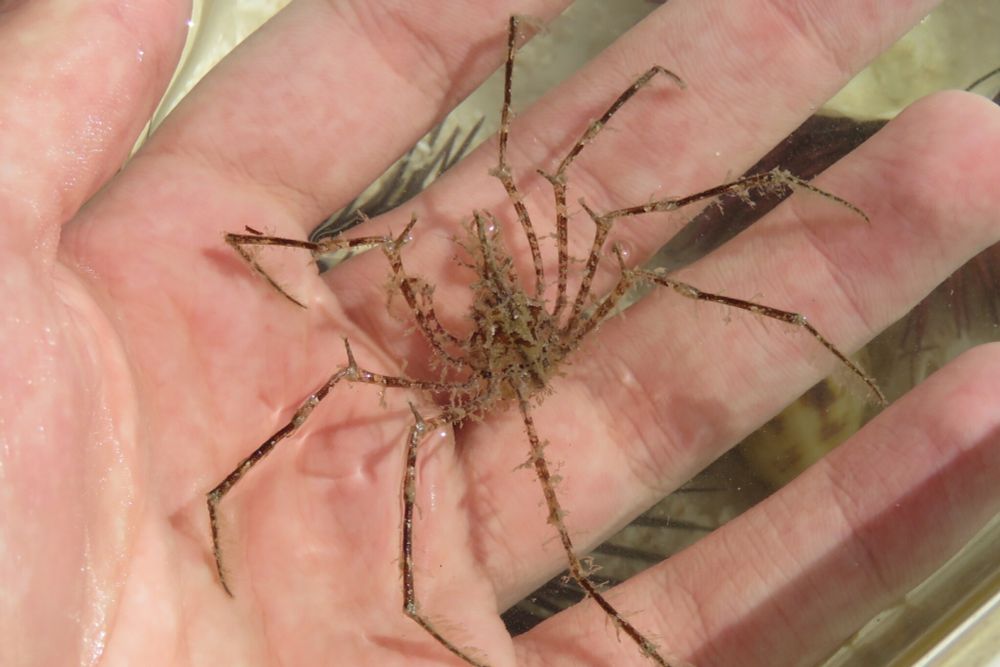 Another false arrow crab held in my hand. This one is a mature individual, and is mottled various shades of brown. On the tip of each leg, fine hairs form a fan-like surface, which aid in swimming. There are small, mossy-looking filaments covering each leg and the body of the crab.