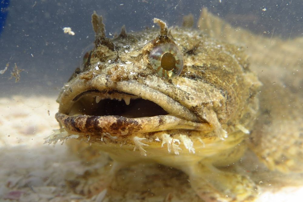 Close-up photograph of a gulf toadfish, taken head-on. The fish's skin is mottled olive and yellow tones, and the branching flaps of skin on the lower surface of the lower jaw give the fish a distinctly bearded appearance. Just above it's eyes and further back on it's head are numerous flaps of skin that aid in enhancing camouflage. The fish's cavernous mouth is opened slightly, and a row of blunt, peg-shaped teeth are visible inside.