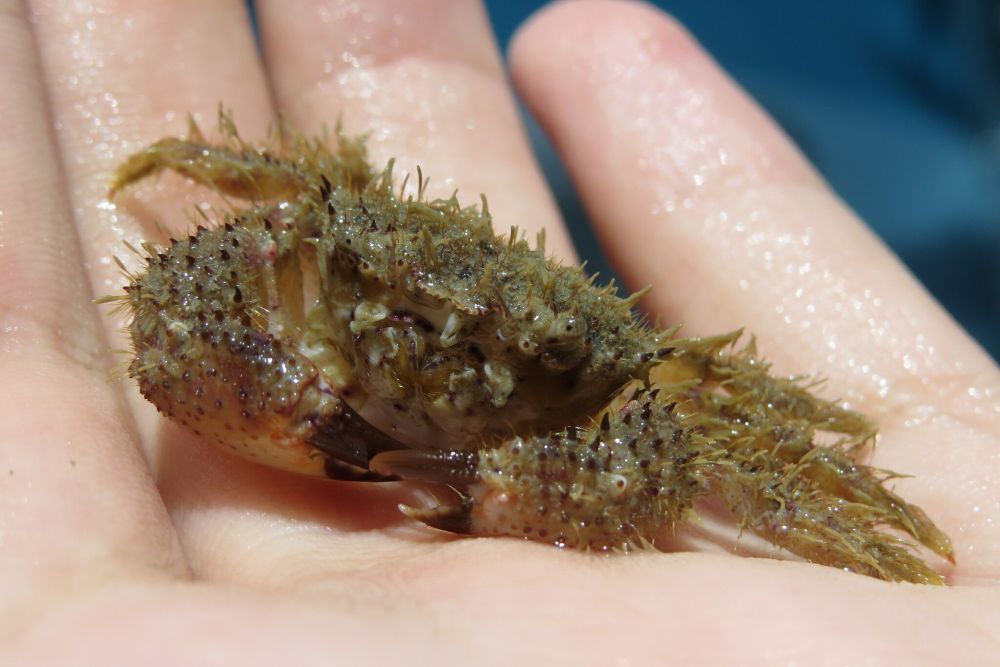 Close-up photograph of a spineback hairy crab held in my hand, out of the water. It's coating of bristly hair lies mostly flat against it's shell, slicked back by gravity. Almost entirely coating it's huge claws are a prominent array of sharp, thorny spines. The claws have dark brown tips, and the body of the crab is various shades of brown. The walking legs have an especially thick coating of hair.