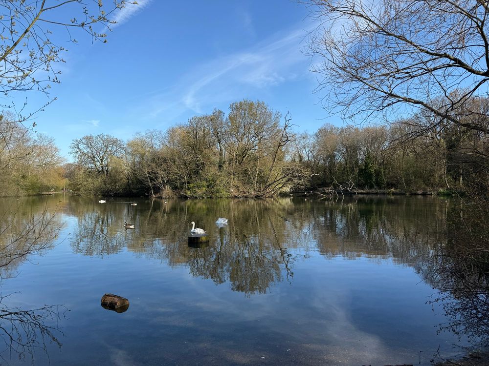 Small lake with swans, sunshine and blue sky