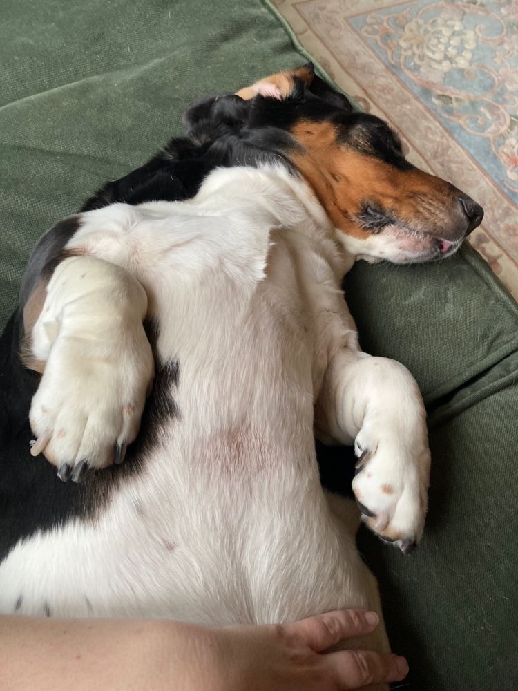 Glorious basset hound belly