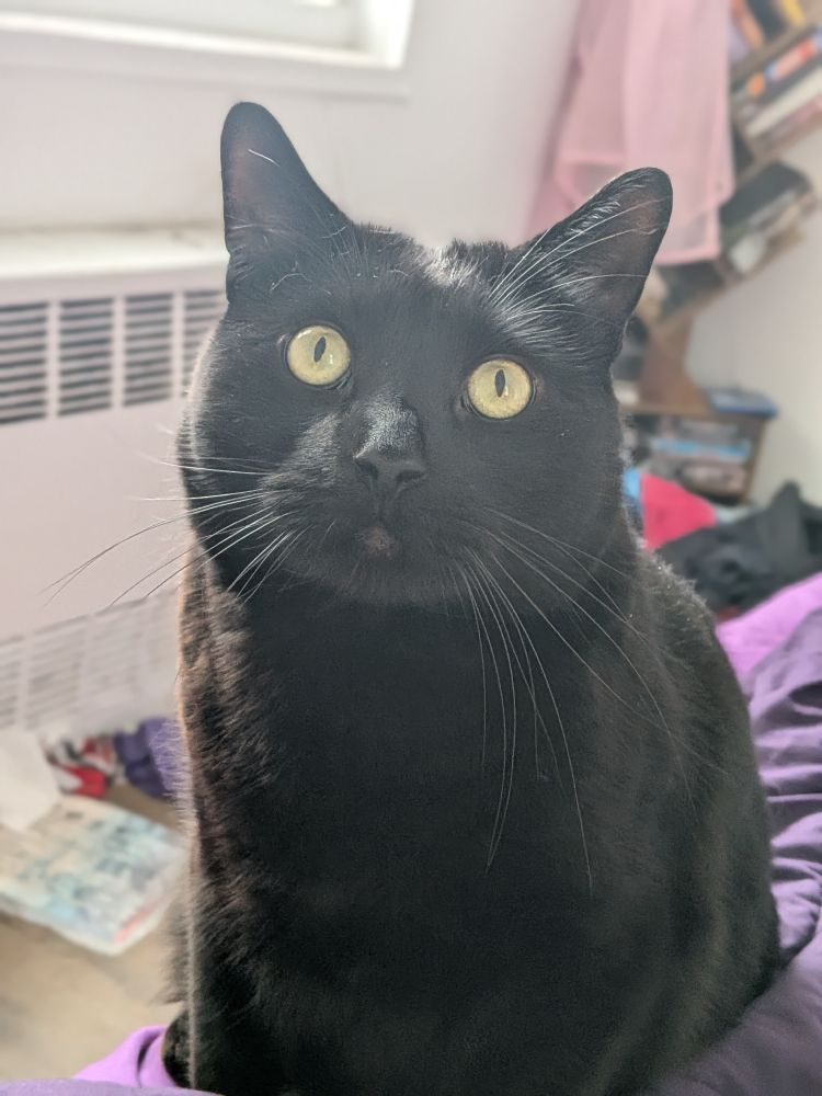 Big Boy, a black cat who is very Big and very Boy sitting on the side of the bed, looking at the camera with an absolutely vapid, thoughtless look on his face.