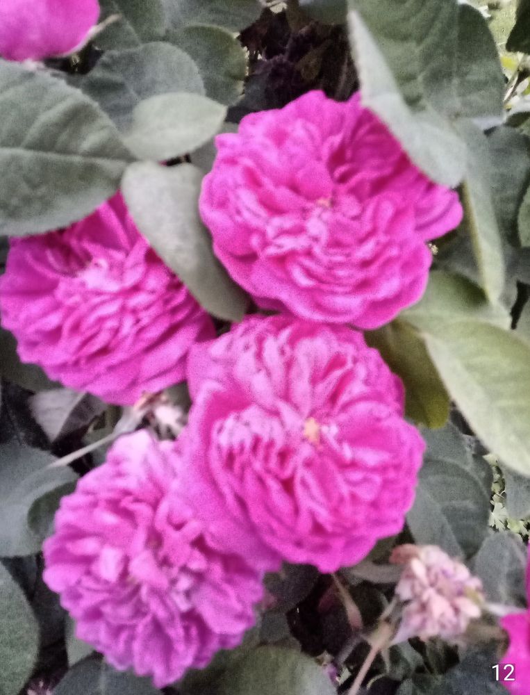 Rosa Strauchrosen