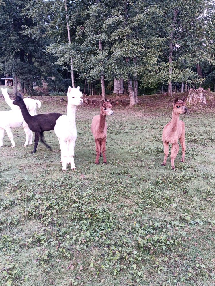 Alpakas