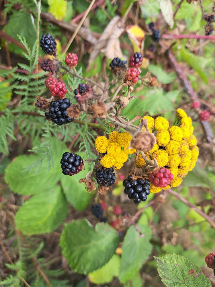 A photo of ripe & unripe blackberries beside tansy flowers. Taken on Walthamstow Marshes 27 July 2025.