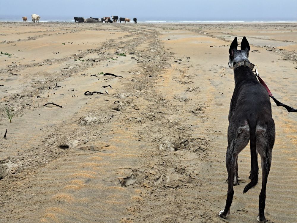 Photo of a greyhound looking at cattle in the distance on the seashore