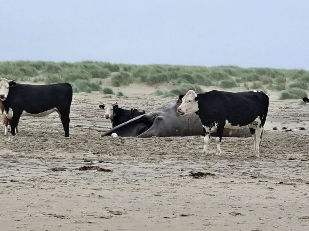 Closeup of a dead whale stranded on the sands, with three bullocks standing & lying beside it.