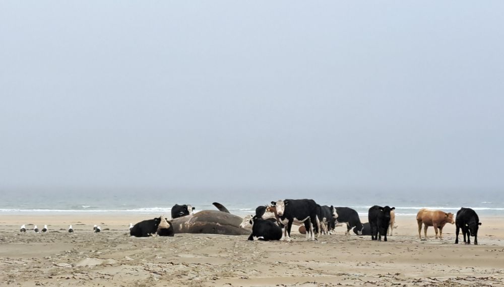 A herd of bullocks standing and lying beside the body of a dead whale
