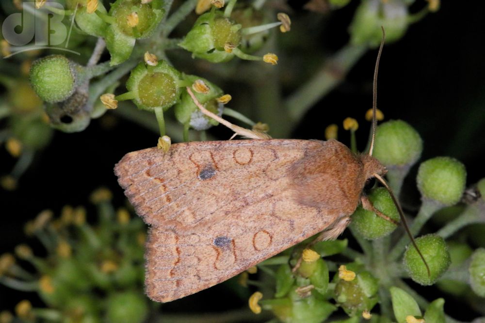 The Brick, moth nectaring on ivy