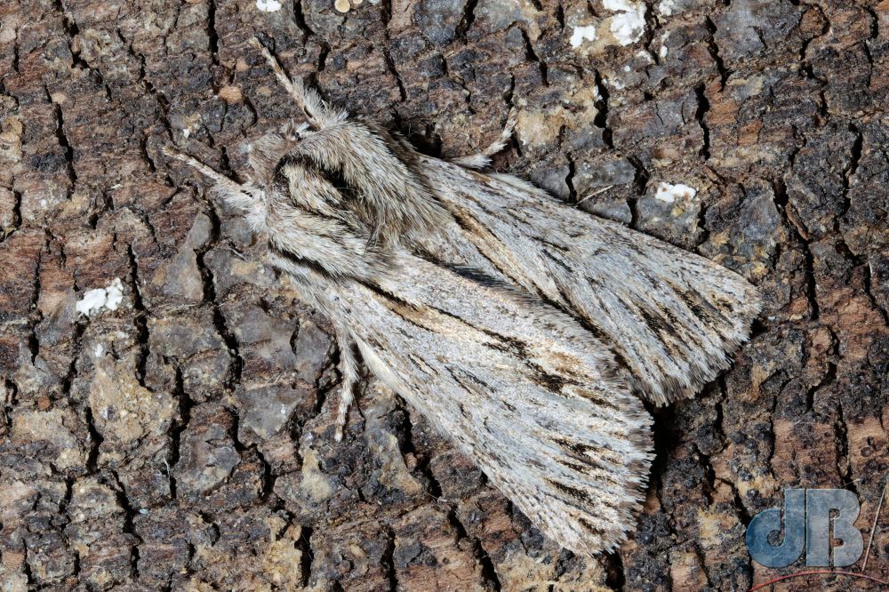 The Sprawler moth