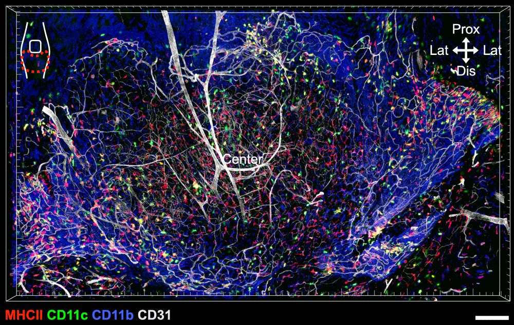 Whole mount imaging of synovial knee joint shows distribution of three types of macrophages 