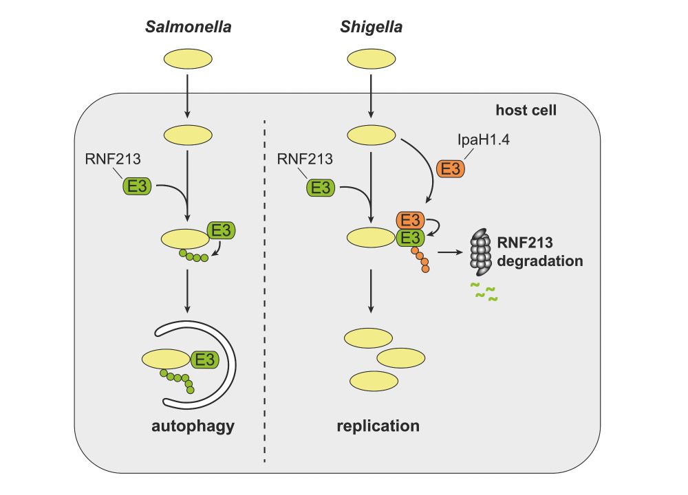 Comparison of Salmonella and Shigella host cell invasion. Salmonella are targeted by the host E3 ligase RNF213, which ubiquitylates bacterial lipopolysaccharide (LPS), marking bacteria for autophagic destruction. Shigella employs its effector proteins IpaH1.4 - an E3 ubiquitin ligase itself - to ubiquitylate RNF213, leading to its proteasomal degradation and thus preventing the host from tagging Shigella for destruction.