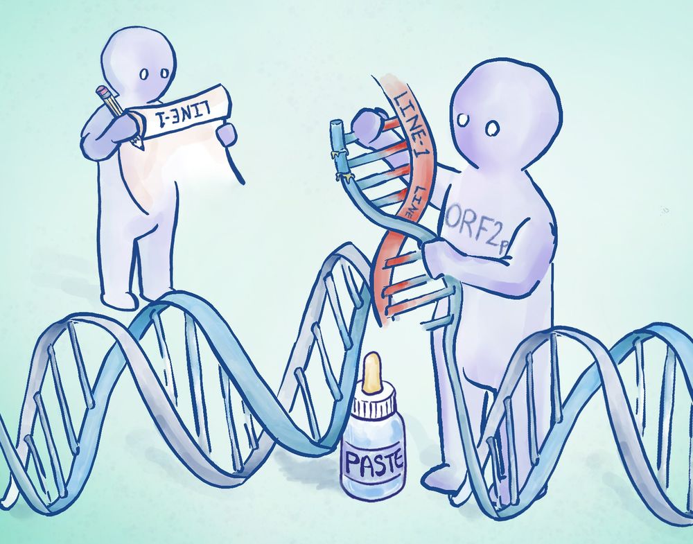 A drawing of two figures standing behind a DNA double helix. The figure in the rear is reading a scroll titled ‘LINE-1’, whilst the figure in the foreground is pulling apart the DNA double helix to glue in a new, red strand labelled ‘LINE-1’. The foreground figure has ‘ORF2p’ written across the chest and a bottle of paste at its feet.