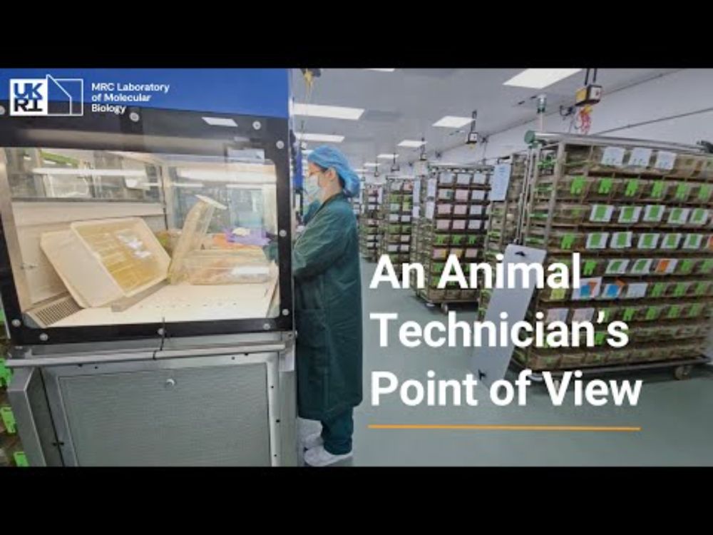 Why I Work with Mice in Research - An Animal Technician's Point of View