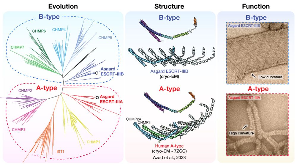 Evolution, structure and membrane remodelling function of the ESCRT-III superfamily in eukaryotes and their closest relatives Asgard archaea. The two subfamilies, B-type and A-type, have distinct structural properties to perform sequential steps of the membrane remodelling pathway.