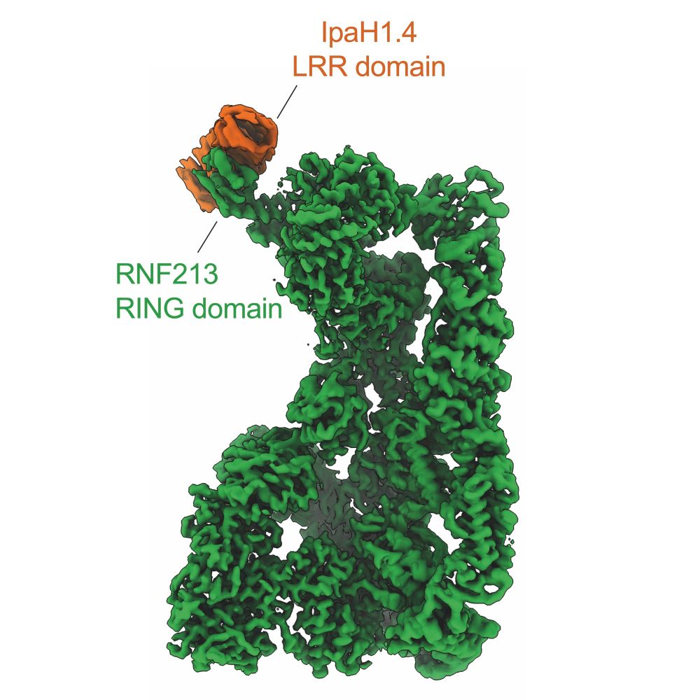Cryo-EM structure showing how the leucine-rich repeat (LRR) domain of IpaH1.4 binds to the RING domain of RNF213 