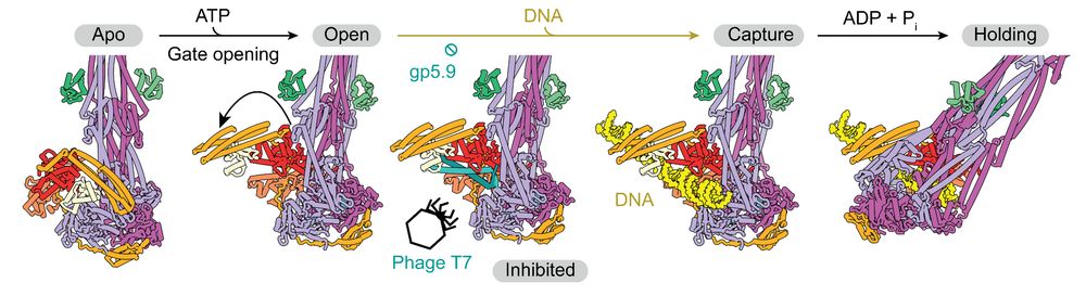 Schematic illustrating the structural changes undergone by MukBEF SMC complex during DNA capture and ingestion.
