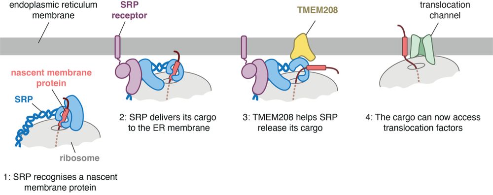 Model depicting the early steps during production of a membrane protein