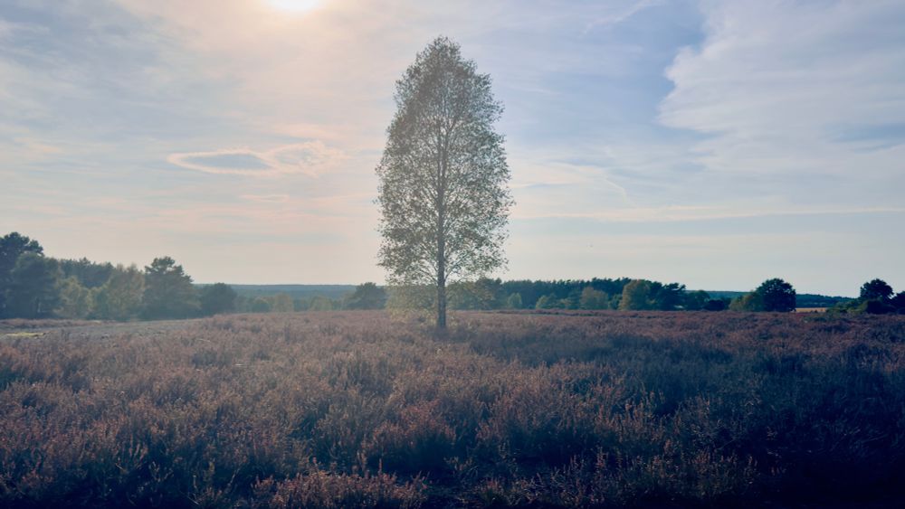 Baum in der Heide