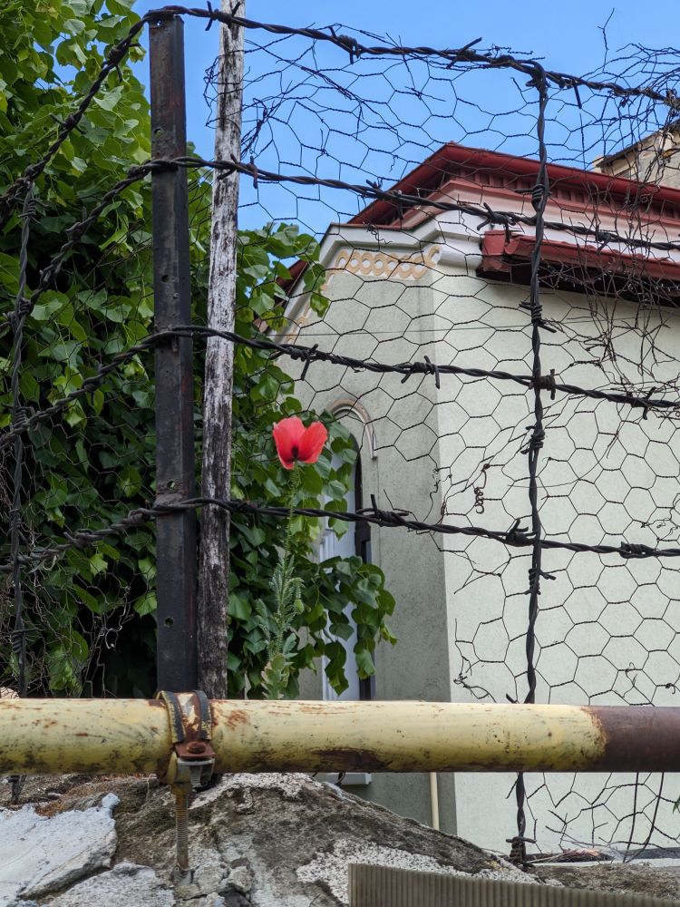 A single red poppy growing from a pile of rubble with a yellow gas pipe in the foreground and a makeshift fence of barbed wire and chicken wire. A clear blue sky