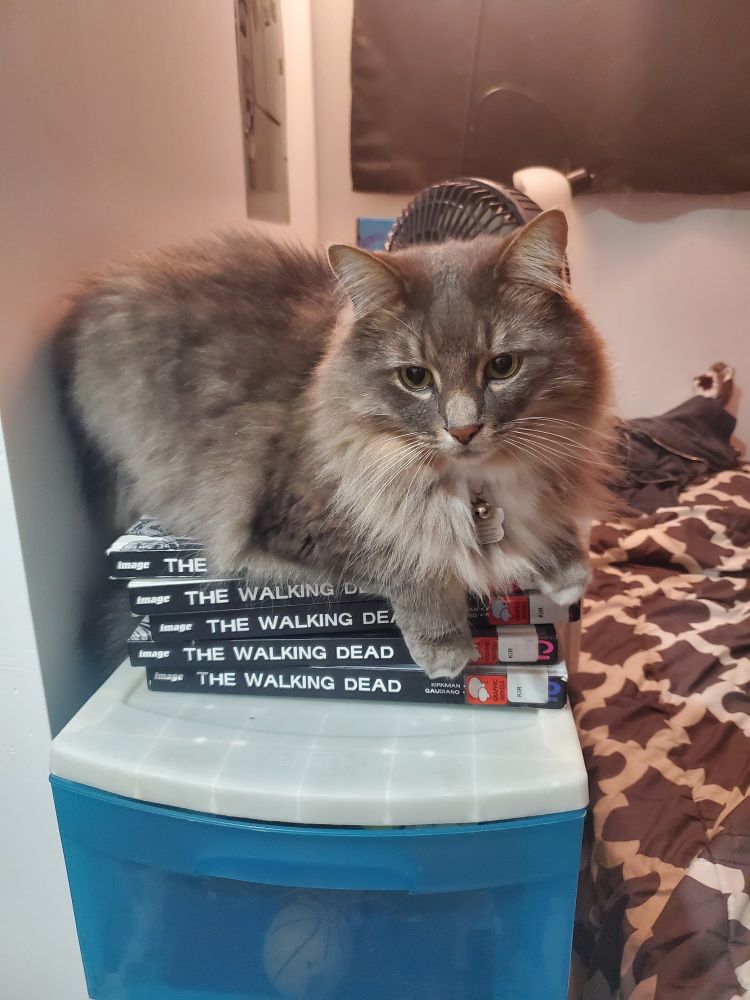 A fluffy grey cat sitting on top of 5 volumes of The Walking Dead.