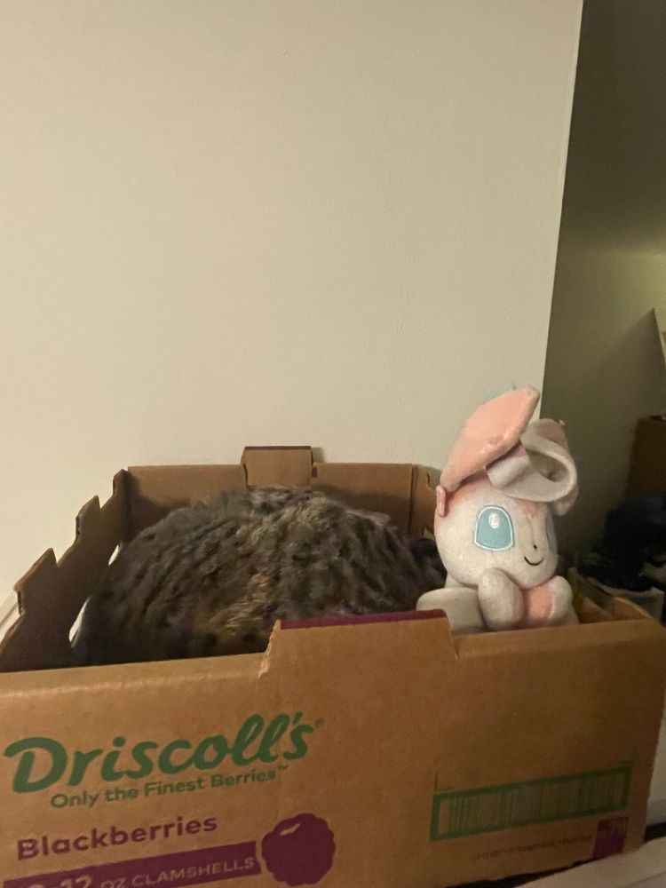 xena the tabby cat curled up in a blackberry box with a sylveon plushie