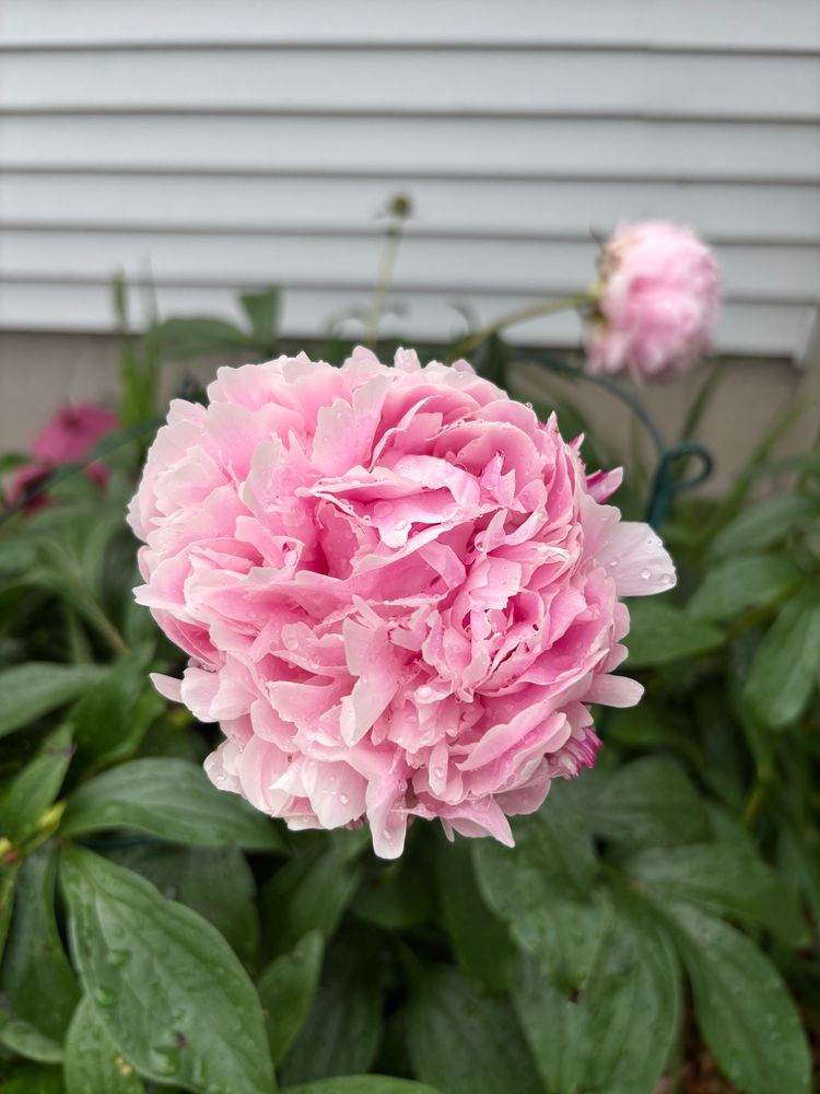 A huge Sarah Bernhardt pink peony against a background of green foliage. Father back another small bloom against the white siding of a house can be seen. 