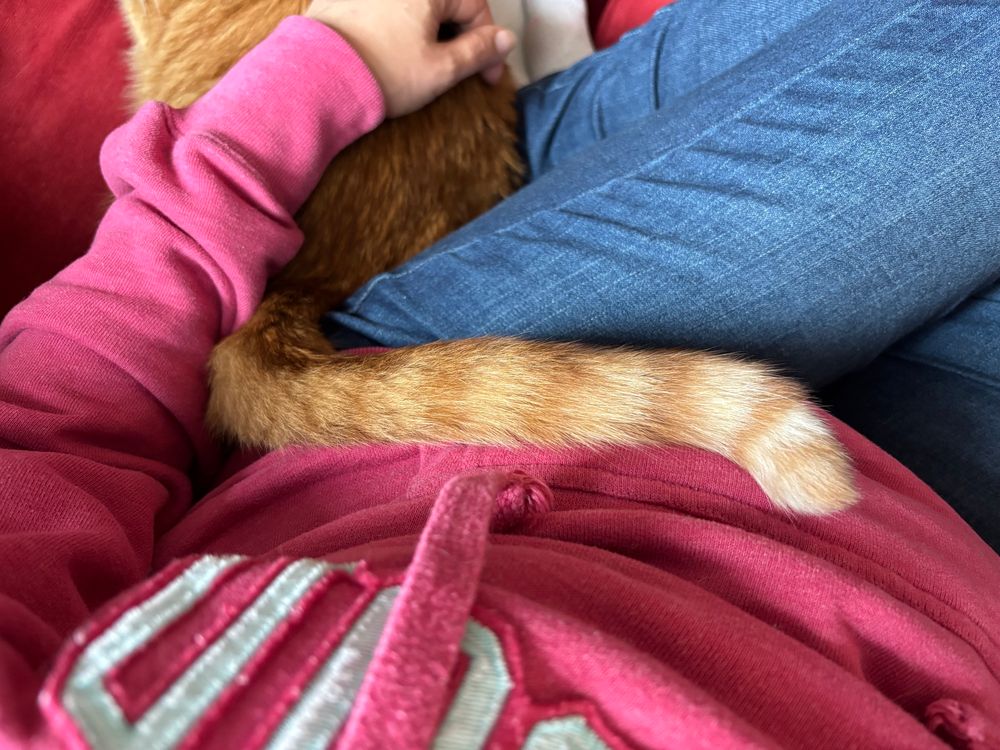 Closeup of a person’s lap with an orange stripey cat tail draped over it. The person is in jeans and a bright pink hoodie with their legs tucked up on their seat and the rest of the orange cat sitting on their feet 