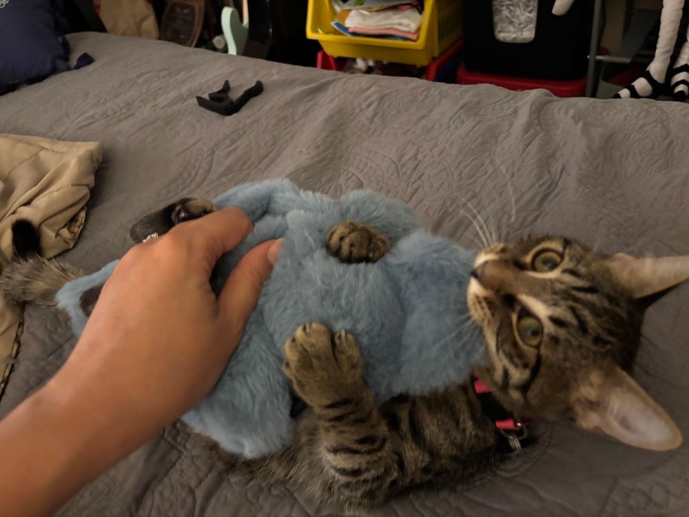 A tiny kitten on a grey bedspread bites and attacks a blue furry elephant toy. A person hand is holding on to the back of the elephant. 