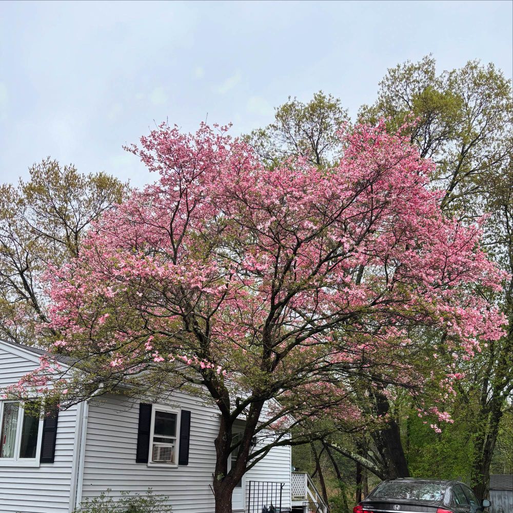 A pink dogwood tree is in full bloom next to a white house with black shutters. Next to it a black Honda is parked in the driveway. The back yard is visible and is full of trees 