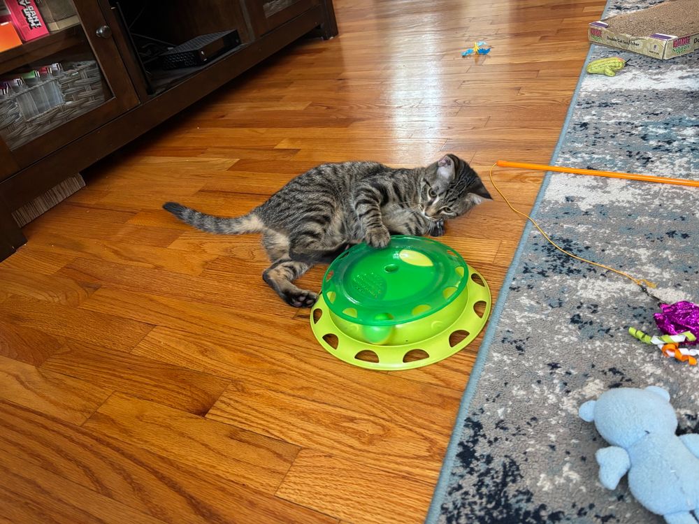 A brown tabby kitten with BANANAS tiger stripes plays with a loopy ball toy on a wooden floor next to a rug and more toys 