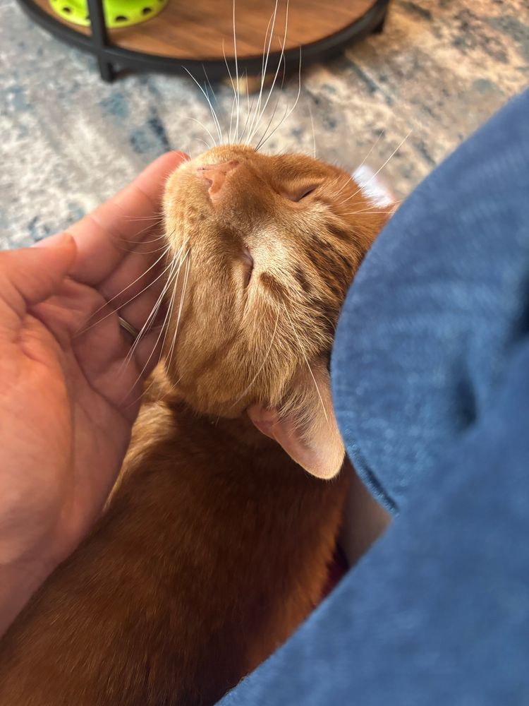 An orange tabby sits next to a leg in jeans with his chin up being scritched just right. He looks very happy. You can tell he’s a good boy. 