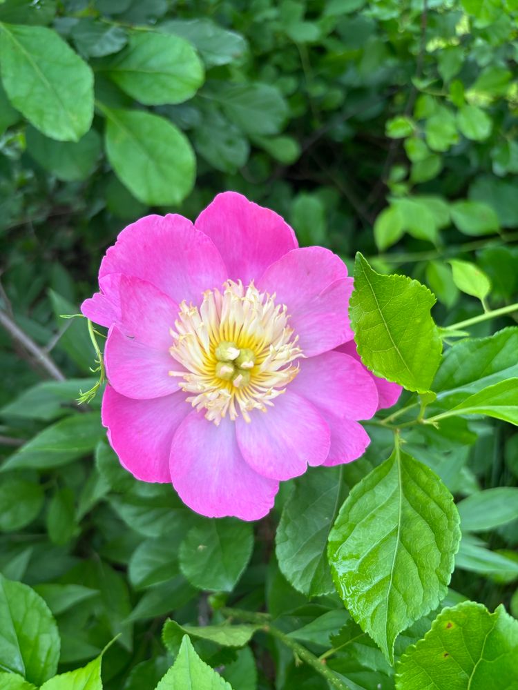 A bright pink peony shaped like a bowl has a pale yellow middle and is surrounded by greenery 