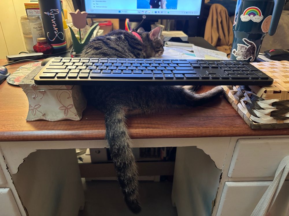 Teeny brown tabby baby lays on desk completely in the way so that human has had to build a bridge with two objects and the keyboard over them and over kitty 