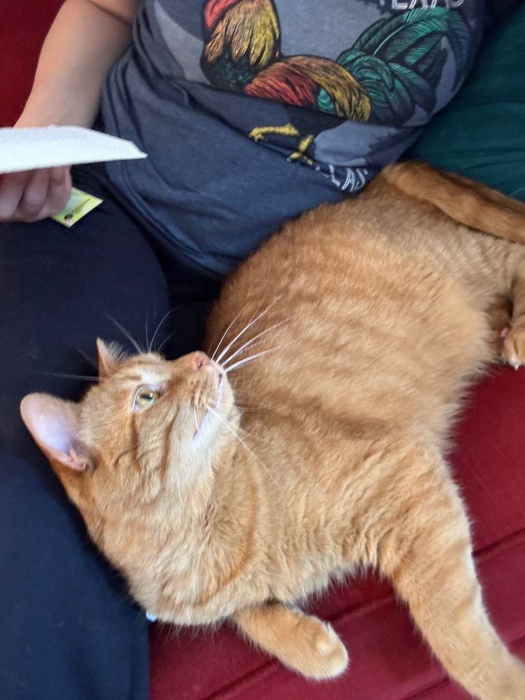A rather large orange tabby lays against a person in navy blue sweat pants holding a book on a red sofa. He is looking up at her (though her face is not pictured) and you can see a rooster on her shirt 
