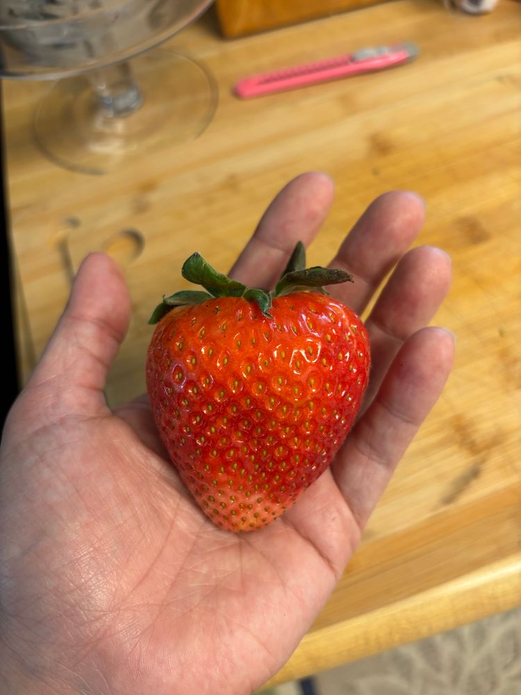 An open hand holds a strawberry on its palm, above a cutting board on a kitchen counter. The strawberry is extremely large. Palm sized. Huge. It’s not quite fully ripe but that’s ok. She’ll eat it anyway. 