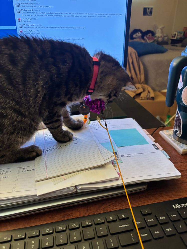 Teeny brown tabby on a desk stands on papers and has a ball at the end of a string and is blocking the computer screen behind her 