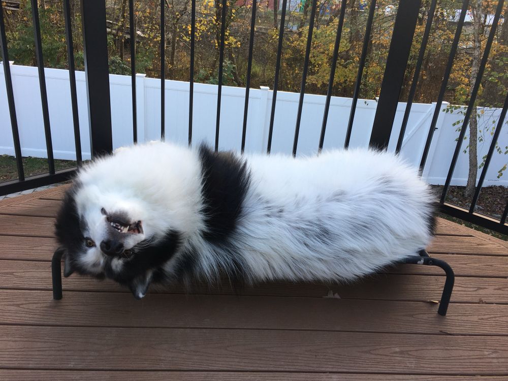 Bucky on a dog bed on the deck, looking at the camera upside down 