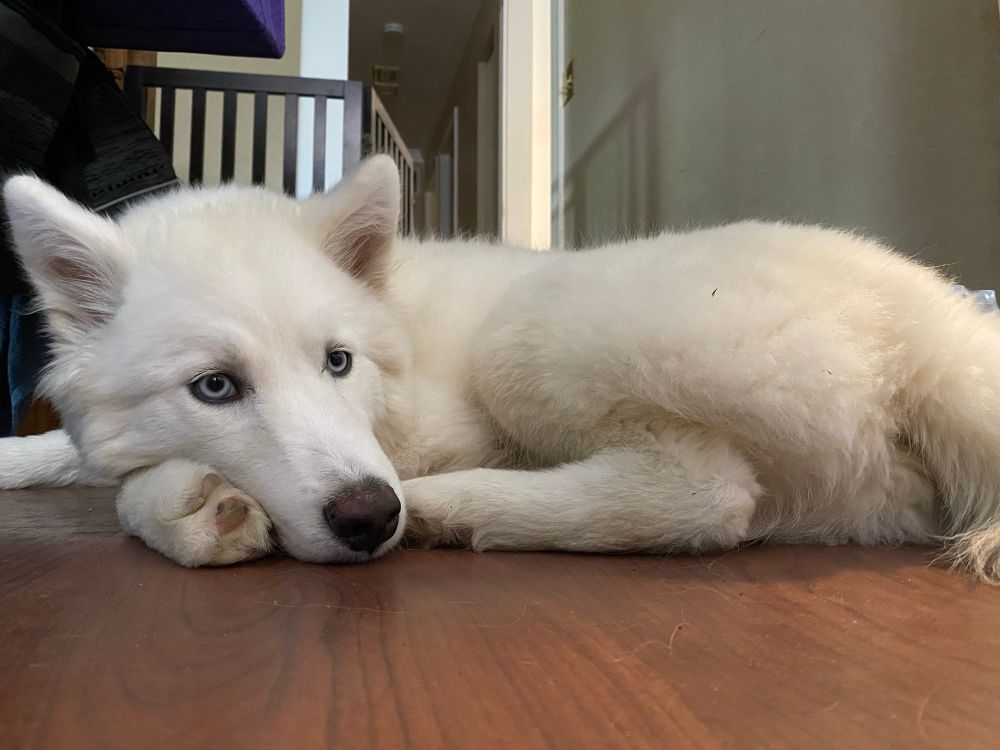 Wooly white husky puppy curled up on the floor